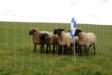 Ovi-Net Schafnetz Maxi