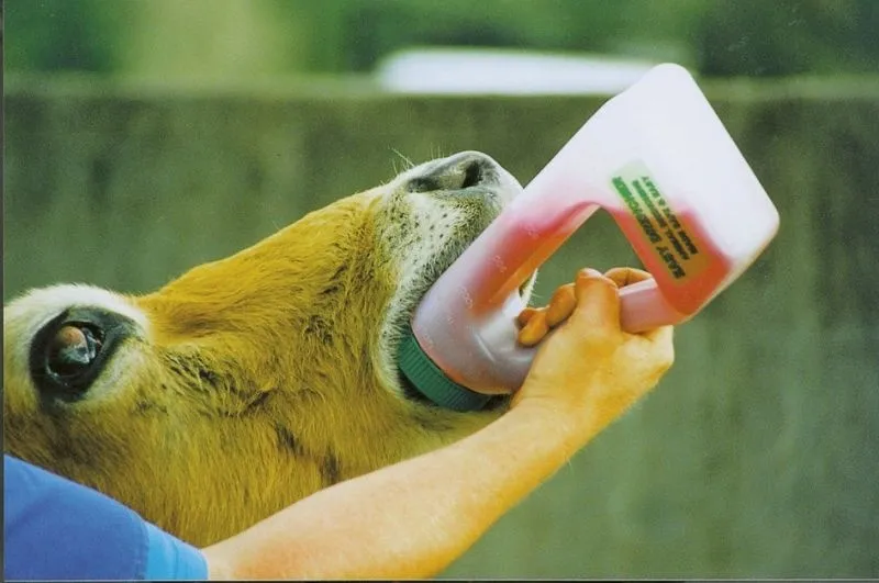 Easy Drencher