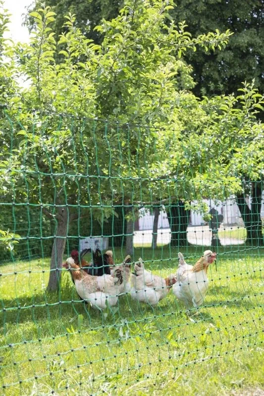 PoultryNet grün elektrifizierbar - Geflügelnetz, 15 m, Doppelspitze
