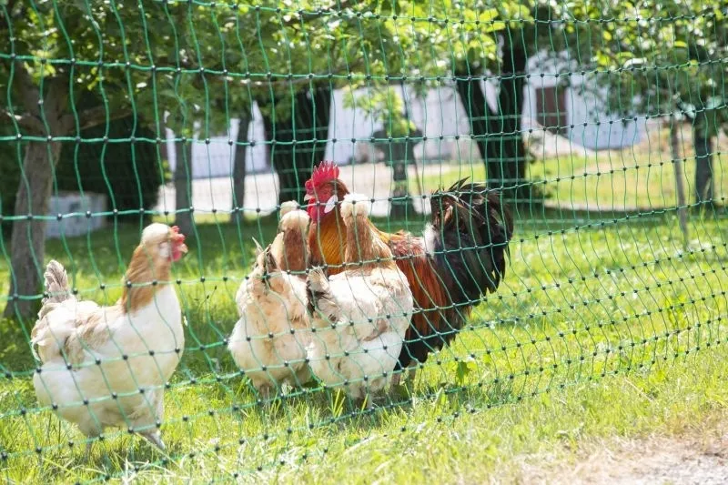 PoultryNet grün elektrifizierbar - Geflügelnetz, 15 m, Doppelspitze