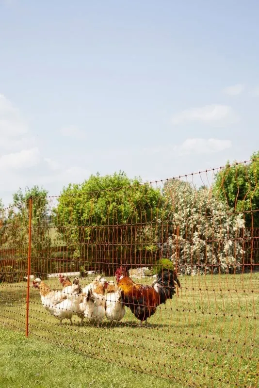PoultryNet orange elektrifizierbar - Geflügelnetz, 50 m, Doppelspitze
