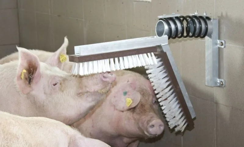 MS Schweinebürste ohne Tank