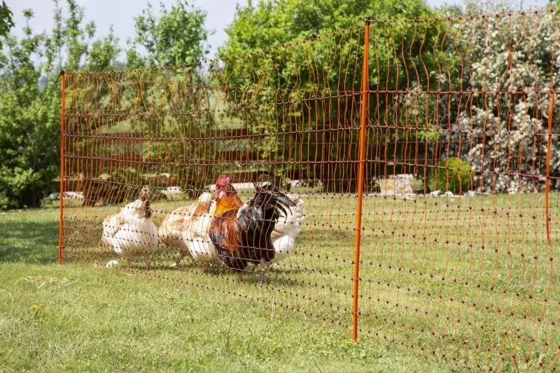PoultryNet orange elektrifizierbar - Geflügelnetz, 50 m, Einzelspitze