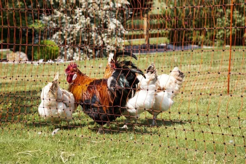 PoultryNet orange elektrifizierbar - Geflügelnetz, 50 m, Einzelspitze