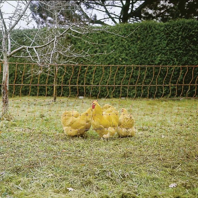 PoultryNet orange elektrifizierbar - Geflügelnetz, 50 m, Einzelspitze