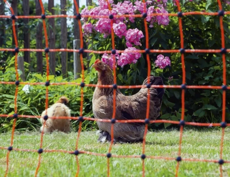 PoultryNet orange elektrifizierbar - Geflügelnetz, 50 m, Einzelspitze