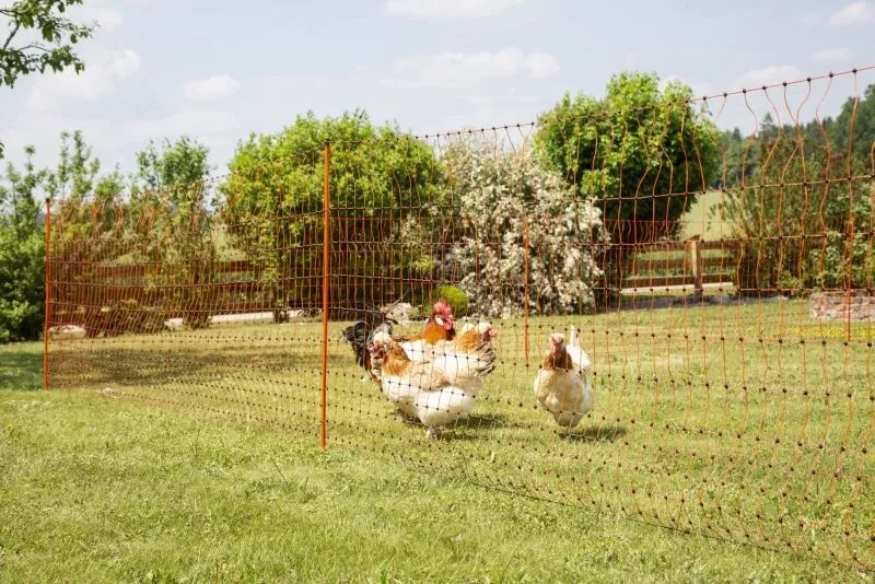 PoultryNet orange elektrifizierbar - Geflügelnetz, 50 m, Einzelspitze
