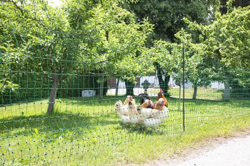 PoultryNet grün nicht elektrifizierbar - Geflügelnetz 50 m, Einzelspitze