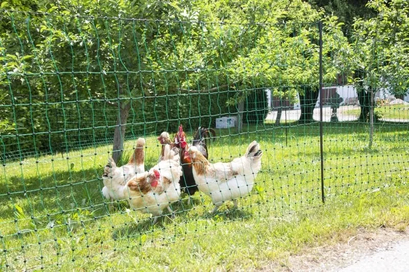 PoultryNet grün nicht elektrifizierbar - Geflügelnetz 50 m, Einzelspitze
