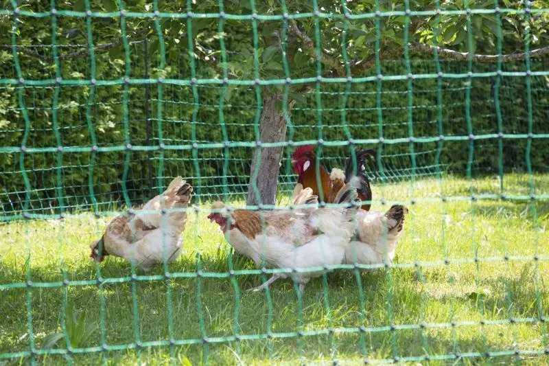 PoultryNet grün nicht elektrifizierbar - Geflügelnetz 50 m, Einzelspitze