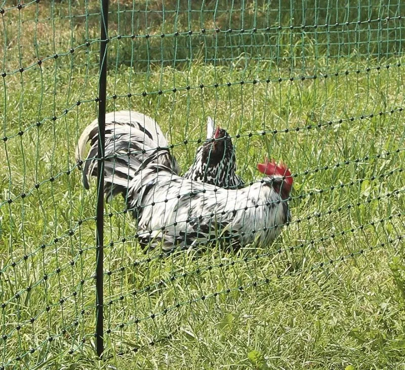 PoultryNet grün nicht elektrifizierbar - Geflügelnetz 50 m, Einzelspitze