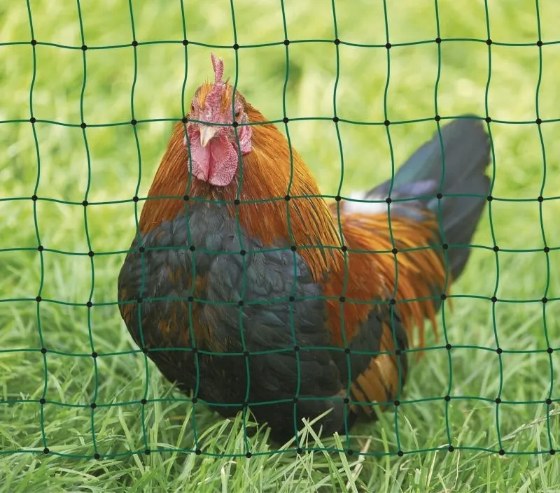 PoultryNet grün nicht elektrifizierbar - Geflügelnetz 50 m, Einzelspitze
