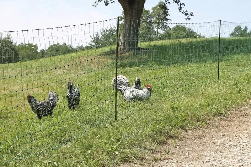 PoultryNet grün nicht elektrifizierbar - Geflügelnetz 50 m, Einzelspitze