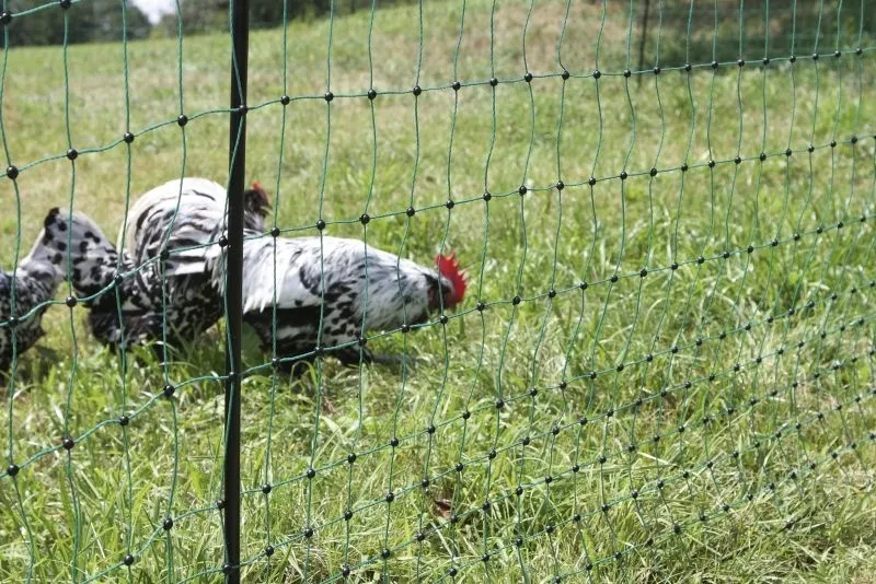 PoultryNet grün elektrifizierbar - Geflügelnetz, 50 m, Doppelspitze