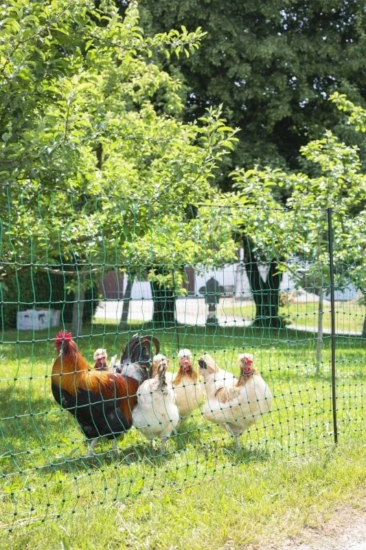 PoultryNet grün elektrifizierbar - Geflügelnetz, 50 m, Doppelspitze