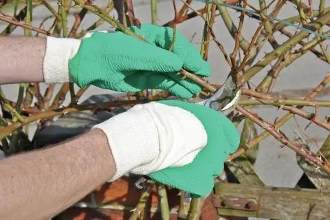 Latex-Handschuh ProLaTex
