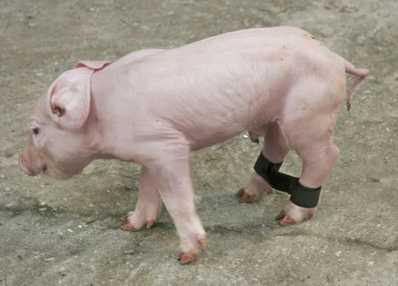 Ferkelspreizbänder waschbar
