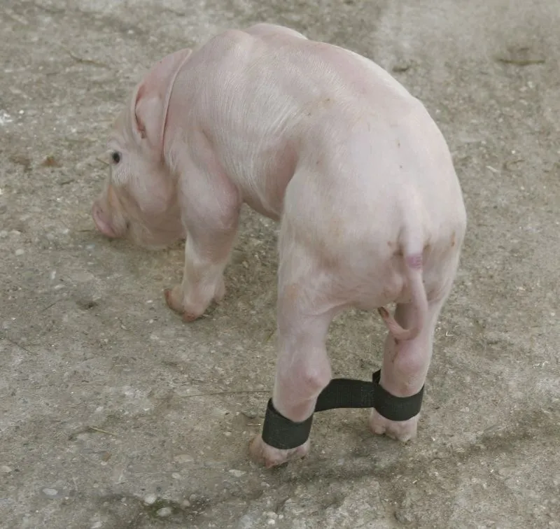 Ferkelspreizbänder waschbar