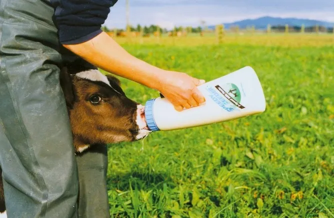 Trinkflasche Speedy für Kälber
