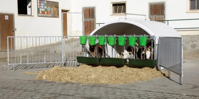CalfHouse Premium XXL