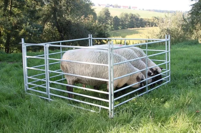 Steckhorde, diverse Größen