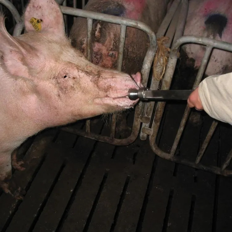 Schweinefangschlinge 55cm, schweres Modell