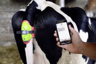 MooCall Abkalbemelder