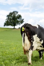 MooCall Abkalbemelder