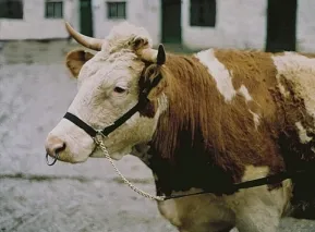 Vorführhalfter