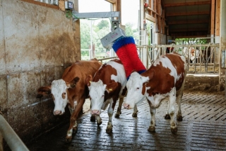 Kuhputzmaschine HAPPYCOW MaxiSwing