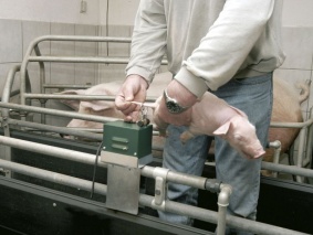 Elektrischer Kupierer Standmodell inkl. Abstandhalter und Klinge