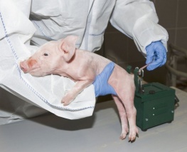 Elektrischer Kupierer Standmodell inkl. Abstandhalter und Klinge