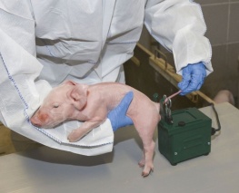 Elektrischer Kupierer Standmodell inkl. Abstandhalter und Klinge