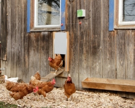 Automatische Hühnertürsteuerung