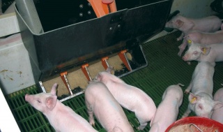 Futterautomat für Ferkel TR-5 exkl. Wandhalterung