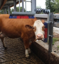 Viehbürste Euro Farm