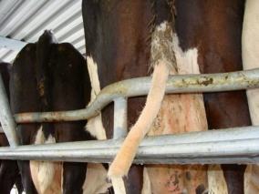 Tailwell II Schwanz-Trimmer