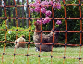PoultryNet orange elektrifizierbar - Geflügelnetz, 50 m, Doppelspitze