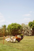 PoultryNet orange elektrifizierbar - Geflügelnetz, 50 m, Doppelspitze