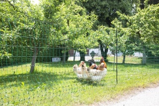 PoultryNet grün elektrifizierbar - Geflügelnetz, 50 m, Doppelspitze