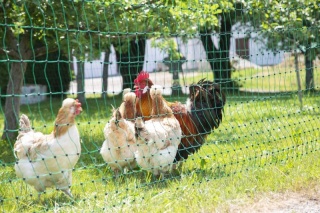 PoultryNet grün elektrifizierbar - Geflügelnetz, 50 m, Doppelspitze