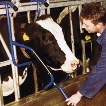 Kopfhalterung für Rindvieh