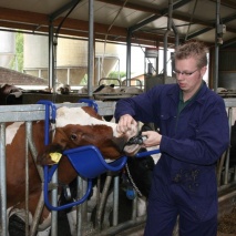 Kopfhalterung für Rindvieh