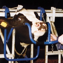 Kopfhalterung für Rindvieh