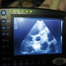 MS Multiscan Digital