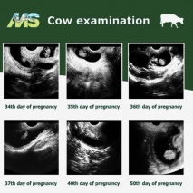 MS Multiscan Digital