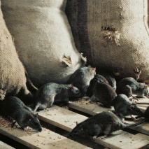 Lockdose PVC, leichtes Modell