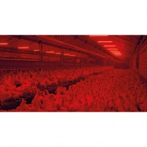 Kunststoffhülle rot 120 cm für TL-D 