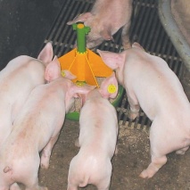 MS Click Feeder Mini ohne Silo