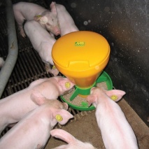 MS Click Feeder Mini mit Futtersilo